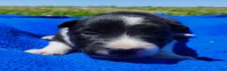 Border Collie dogs for sale: Giligan  - Ad 23