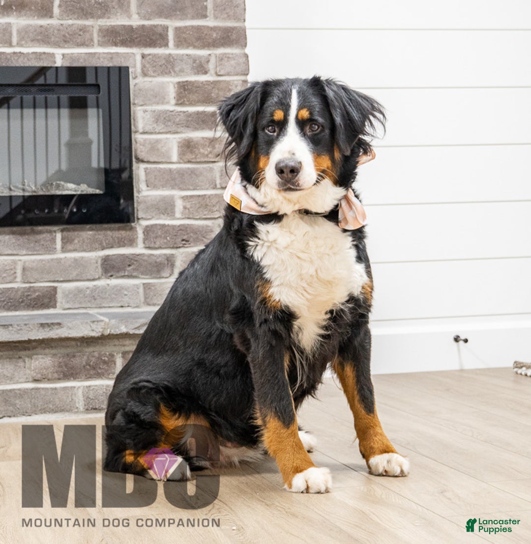 Mini Bernedoodle dogs for sale: Phoebe - Ad 4