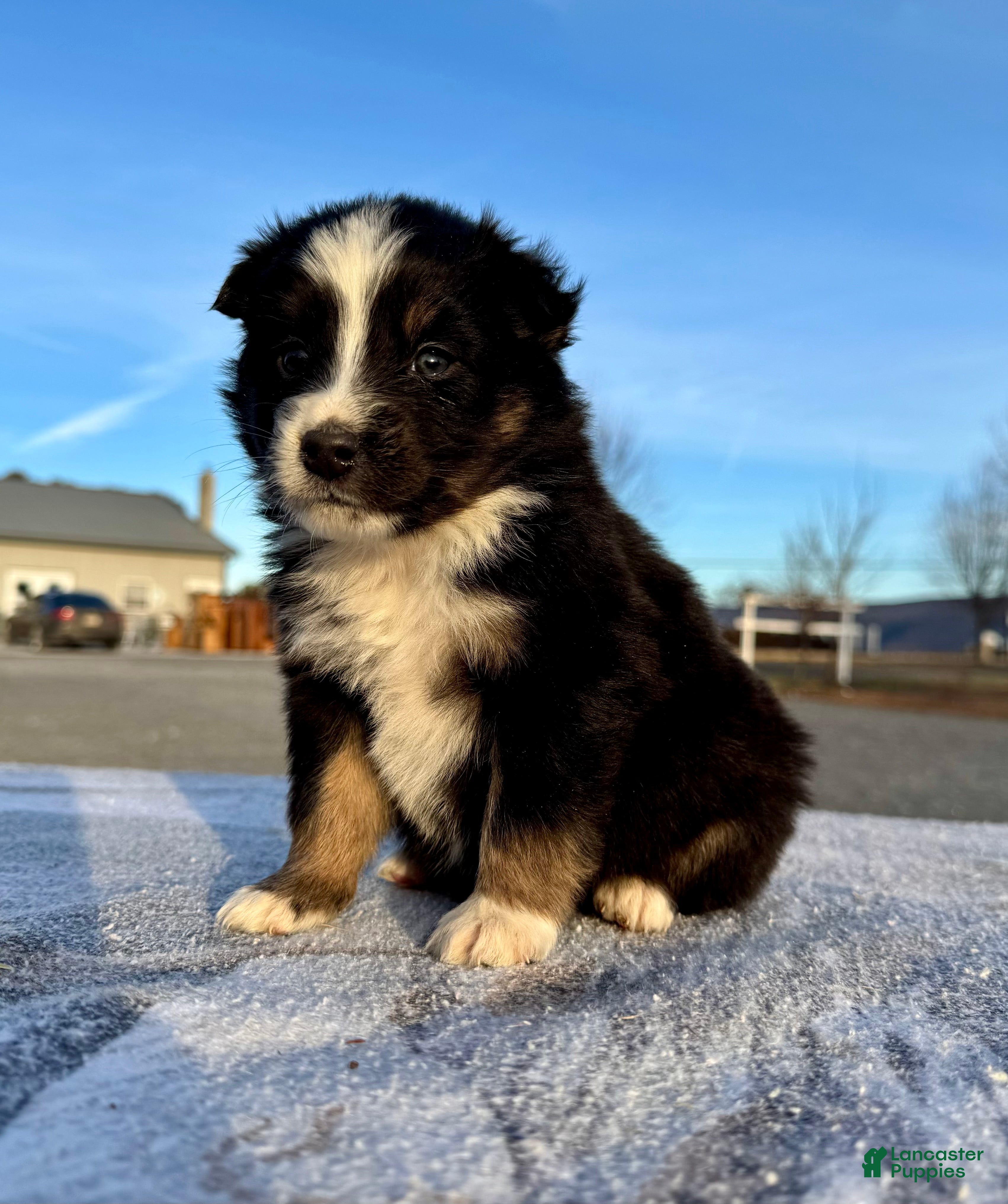 Miniature Australian Shepherd dogs Ranger - Ad 2
