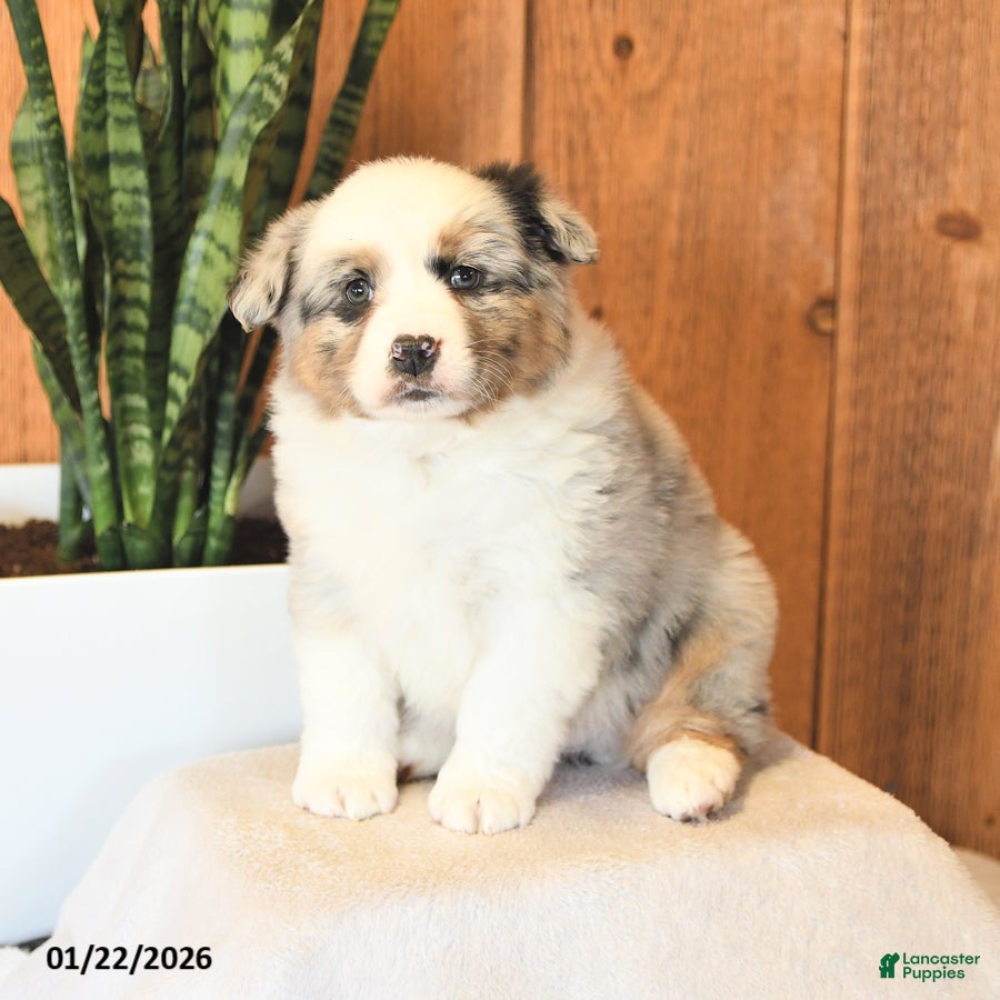 Miniature Australian Shepherd dogs Leo - Ad 2