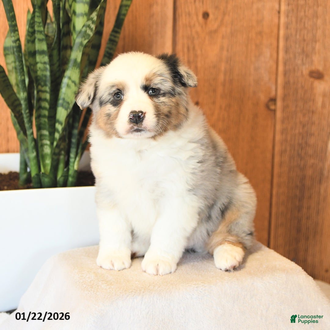 Miniature Australian Shepherd dogs for sale: Leo - Ad 1