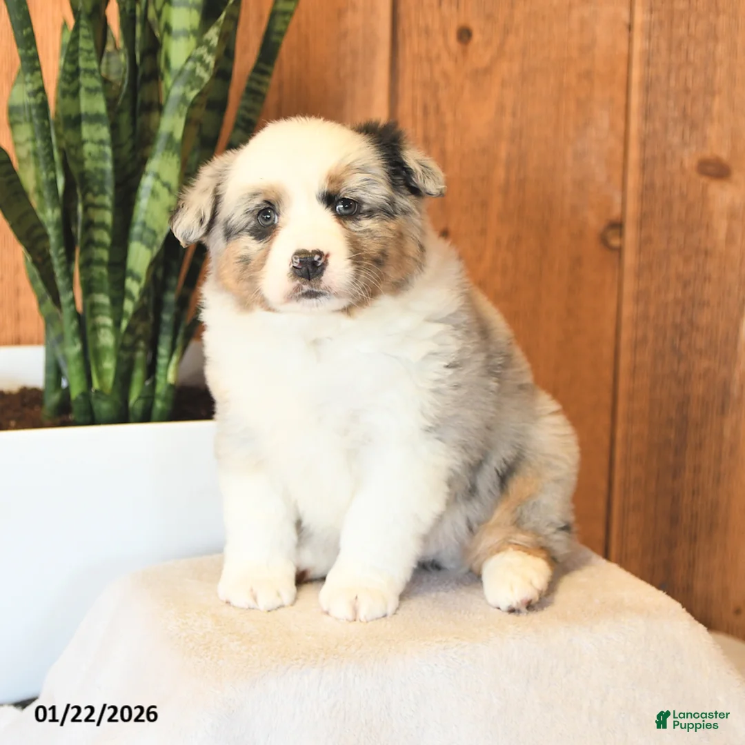 Miniature Australian Shepherd dogs for sale: Leo - Ad 1