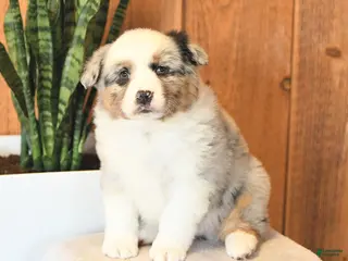 Miniature Australian Shepherd dogs Leo - Ad 21