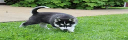 Siberian Husky dogs for sale: Bandit - Ad 2
