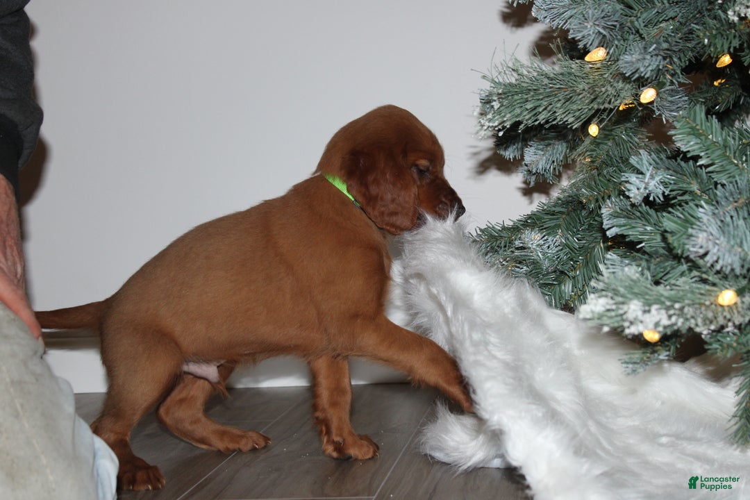 Mixed Breed dogs for sale: gabe - Ad 3