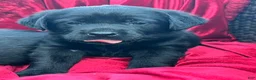 Labrador Retriever dogs for sale: Black Girl 3 - Ad 5