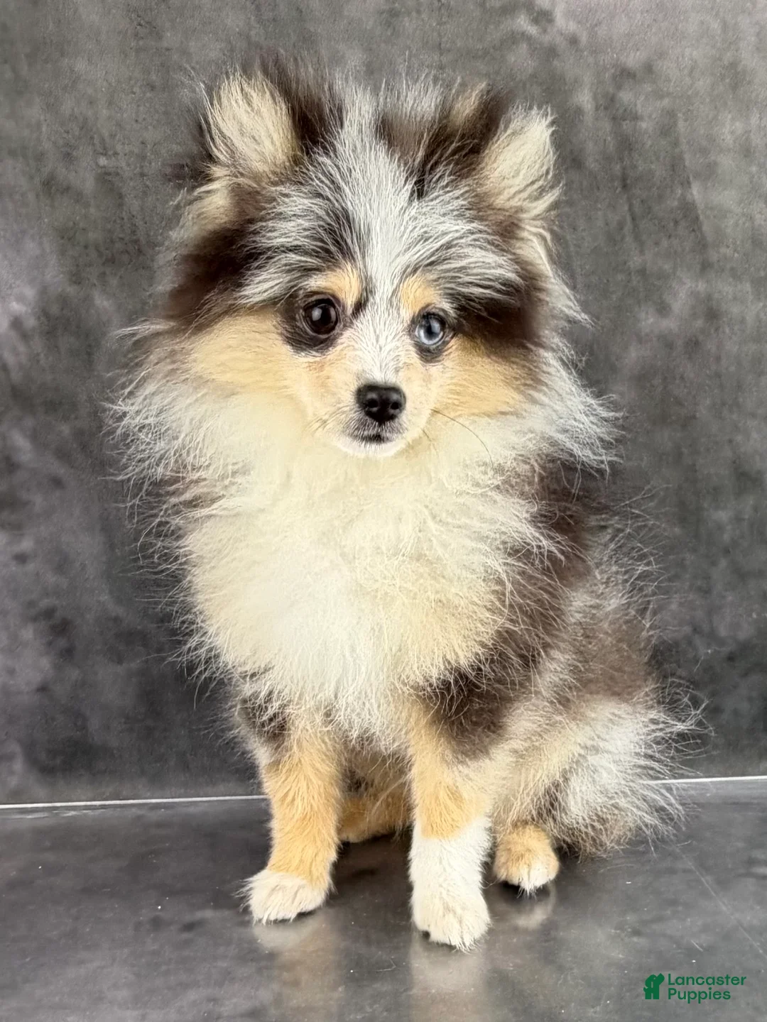 Pomeranian dogs for sale: Tommy AKC  - Ad 3