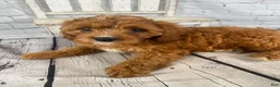 Cavapoo dogs for sale: Lucy - Ad 8