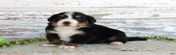 Bernese Mountain Dog dogs for sale: Mercy - Ad 2