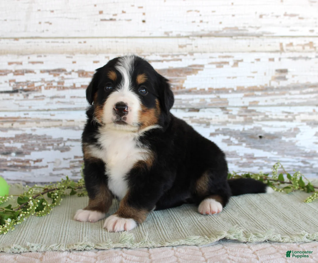 Bernese Mountain Dog dogs for sale: Mercy - Ad 2