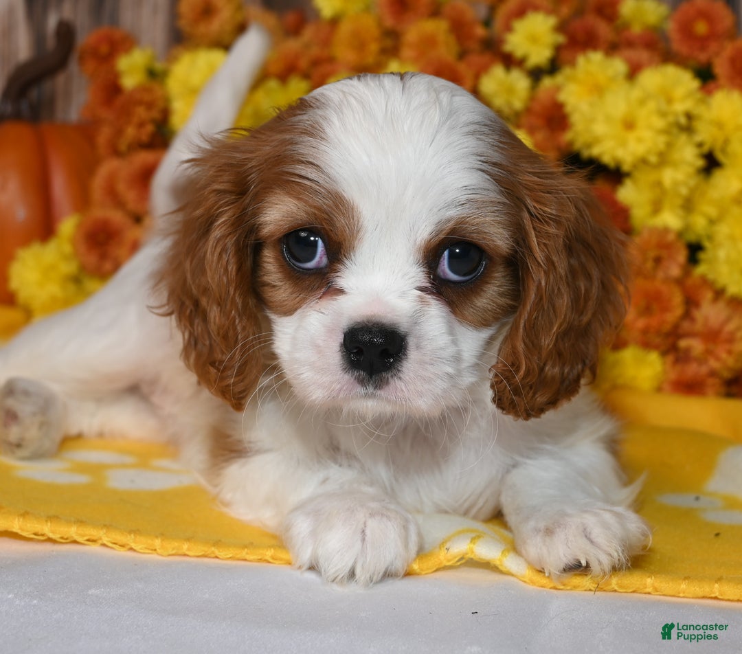 Cavalier King Charles Spaniel dogs for sale: Kai - Ad 4