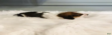 Gus