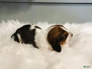 Basset Hound dogs for sale: Gus - Ad 4