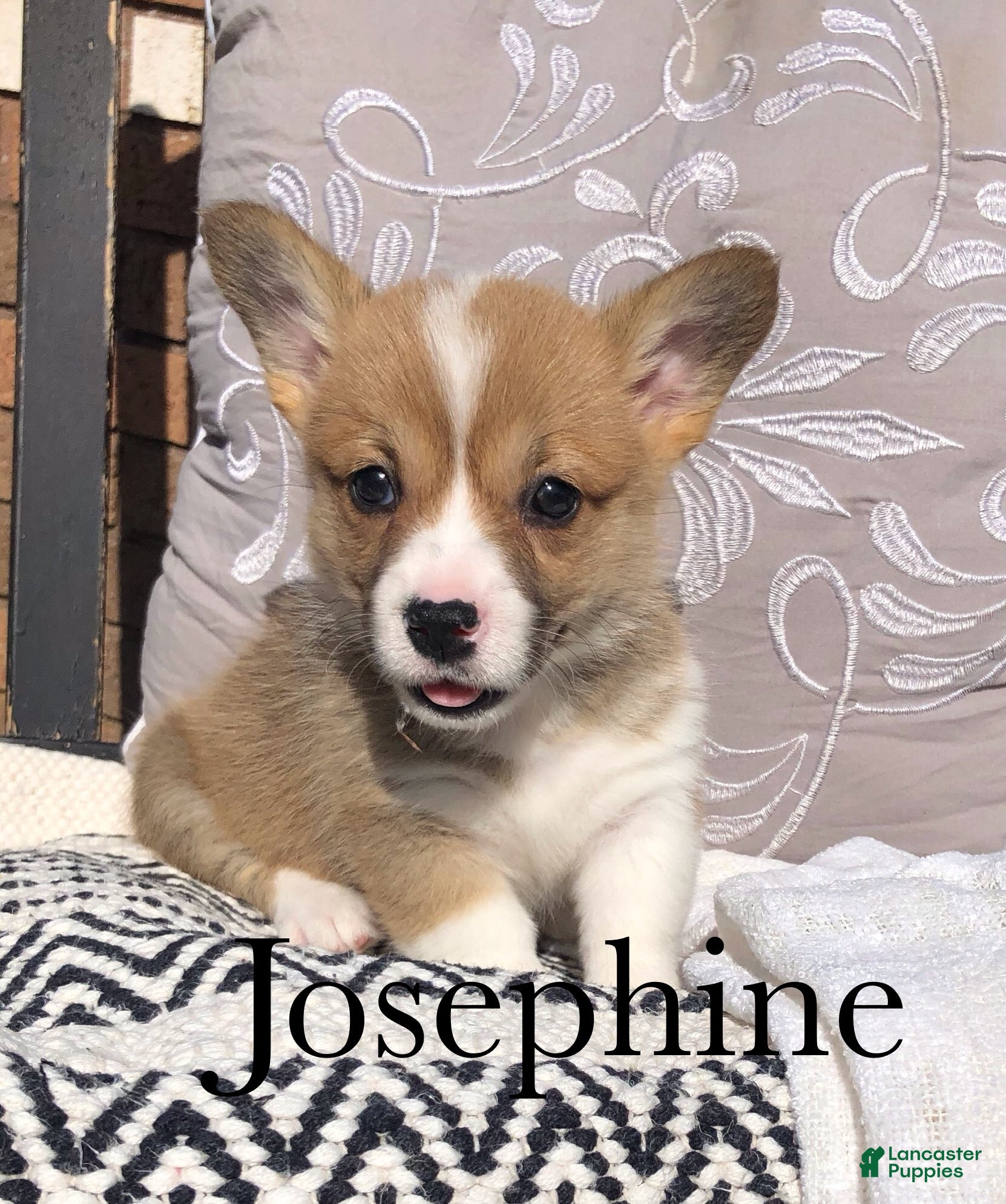 Welsh Corgi Pembroke dogs Josephine  - Ad 1