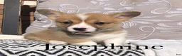 Welsh Corgi Pembroke dogs for sale: Josephine  - Ad 1