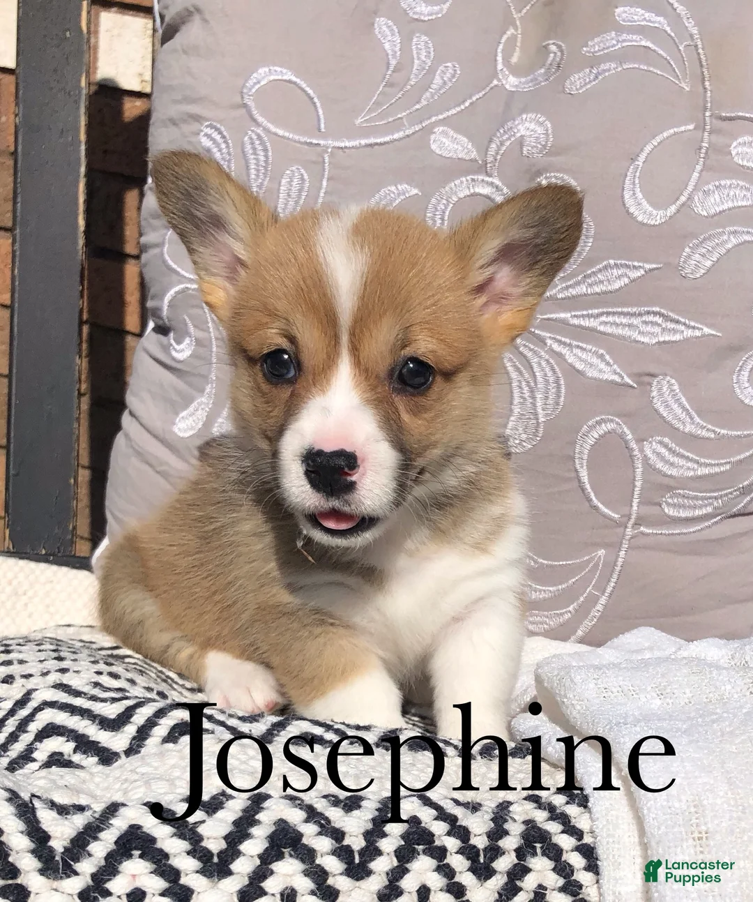Welsh Corgi Pembroke dogs for sale: Josephine  - Ad 1