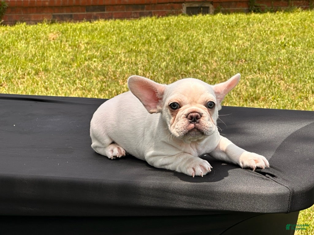 French Bulldog dogs Polar - Ad 2