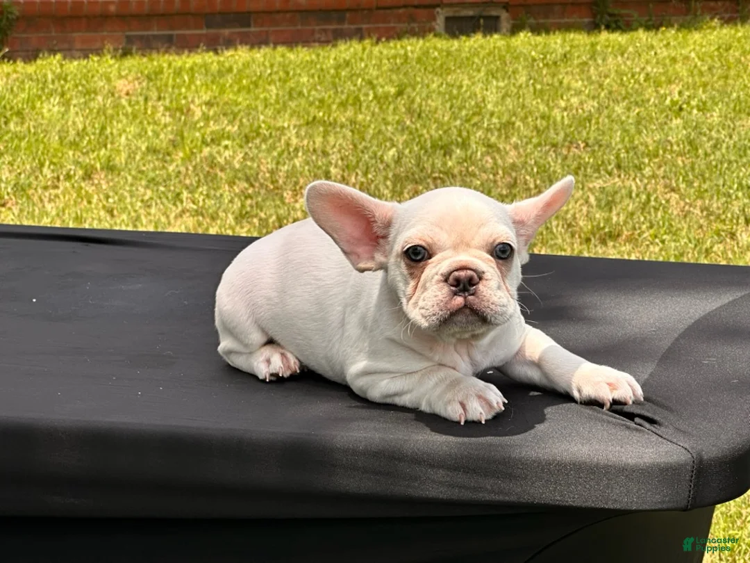 French Bulldog dogs for sale: Polar - Ad 2