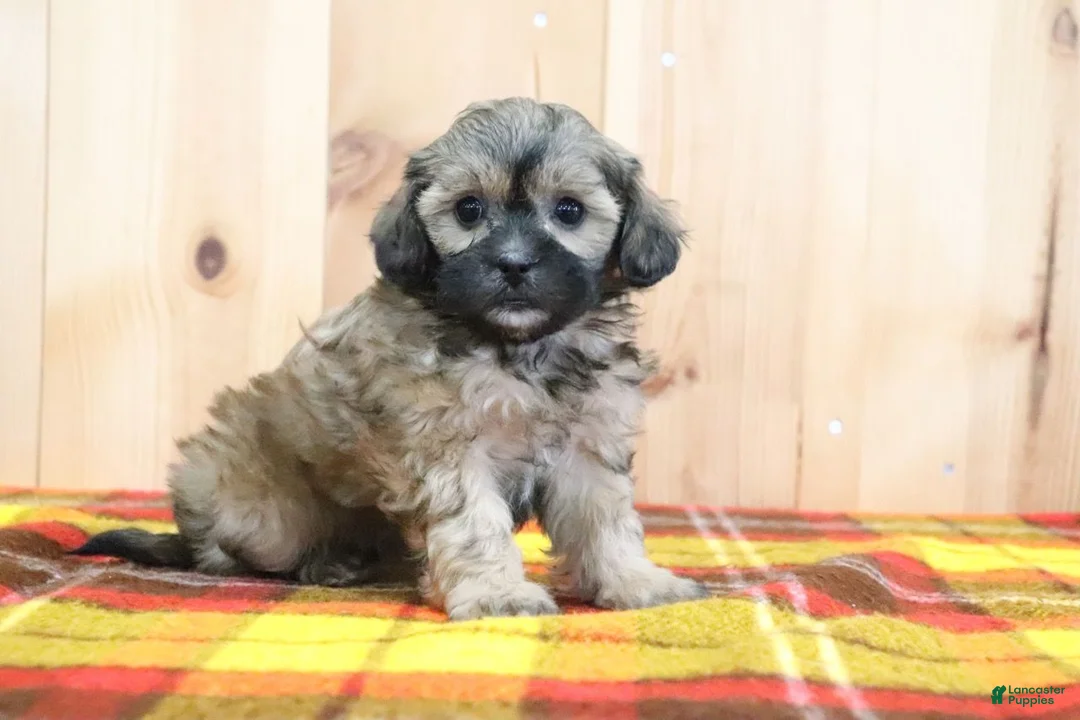 Shihpoo dogs for sale: Bradlynn - Ad 3