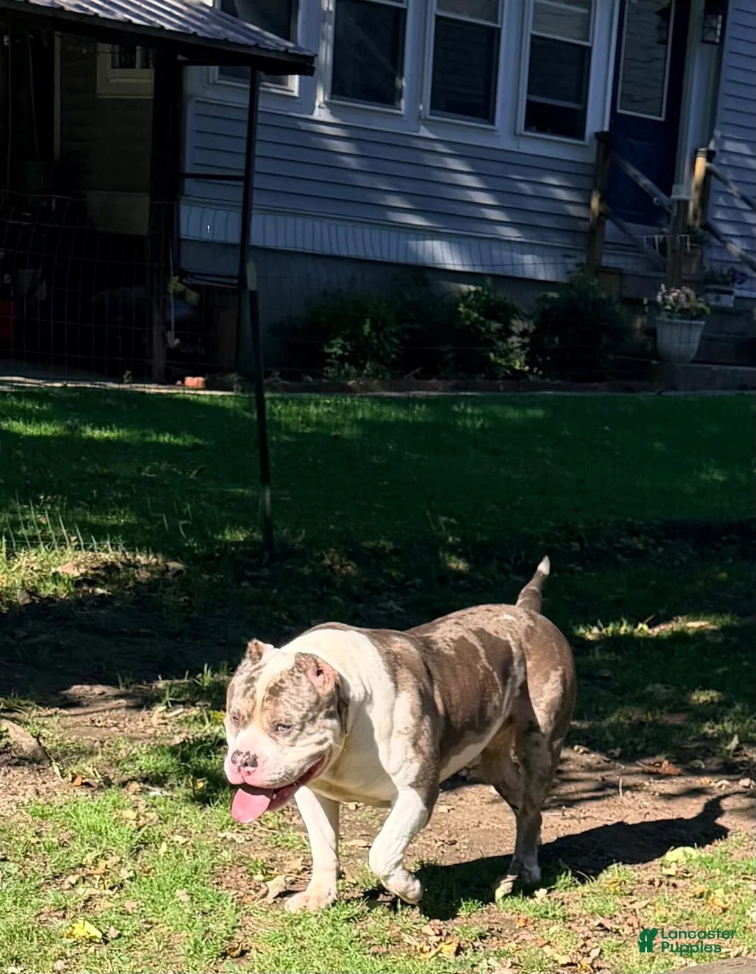 American Bully dogs for sale: American Bully 1 - Ad 2