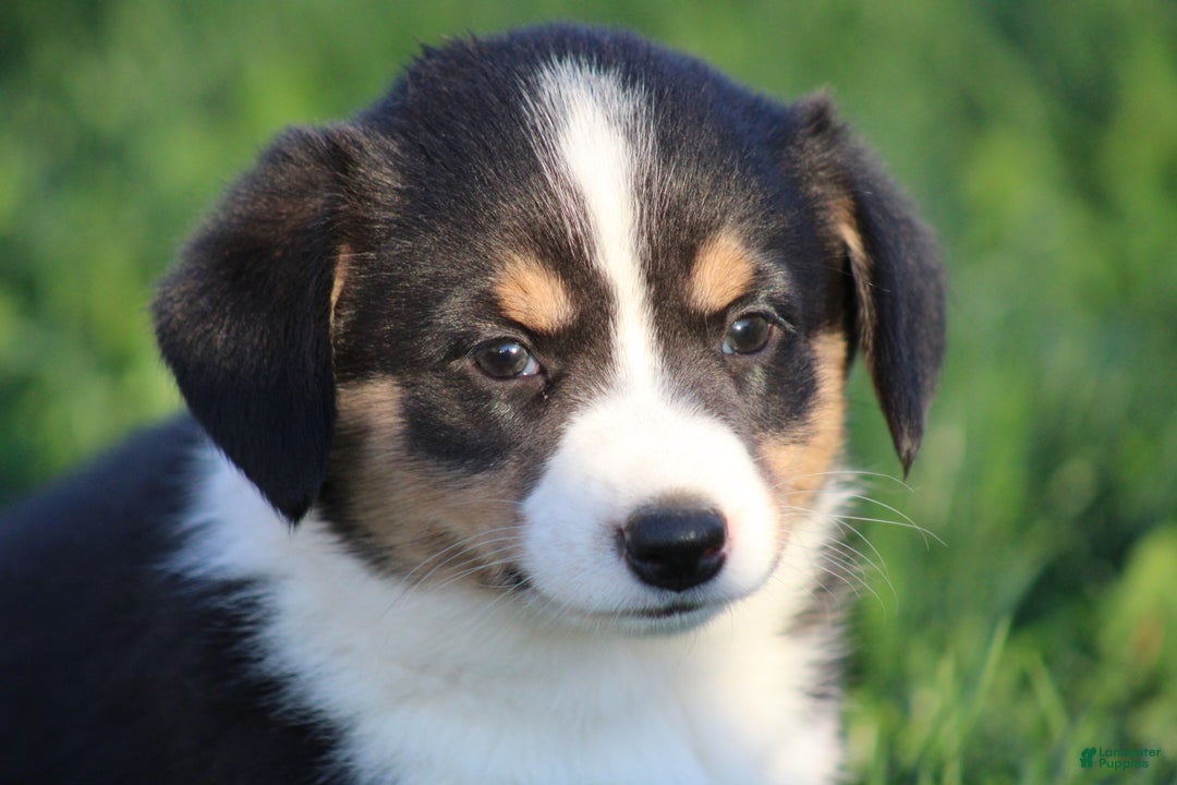 Mixed Breed dogs for sale: Arlo - Ad 6