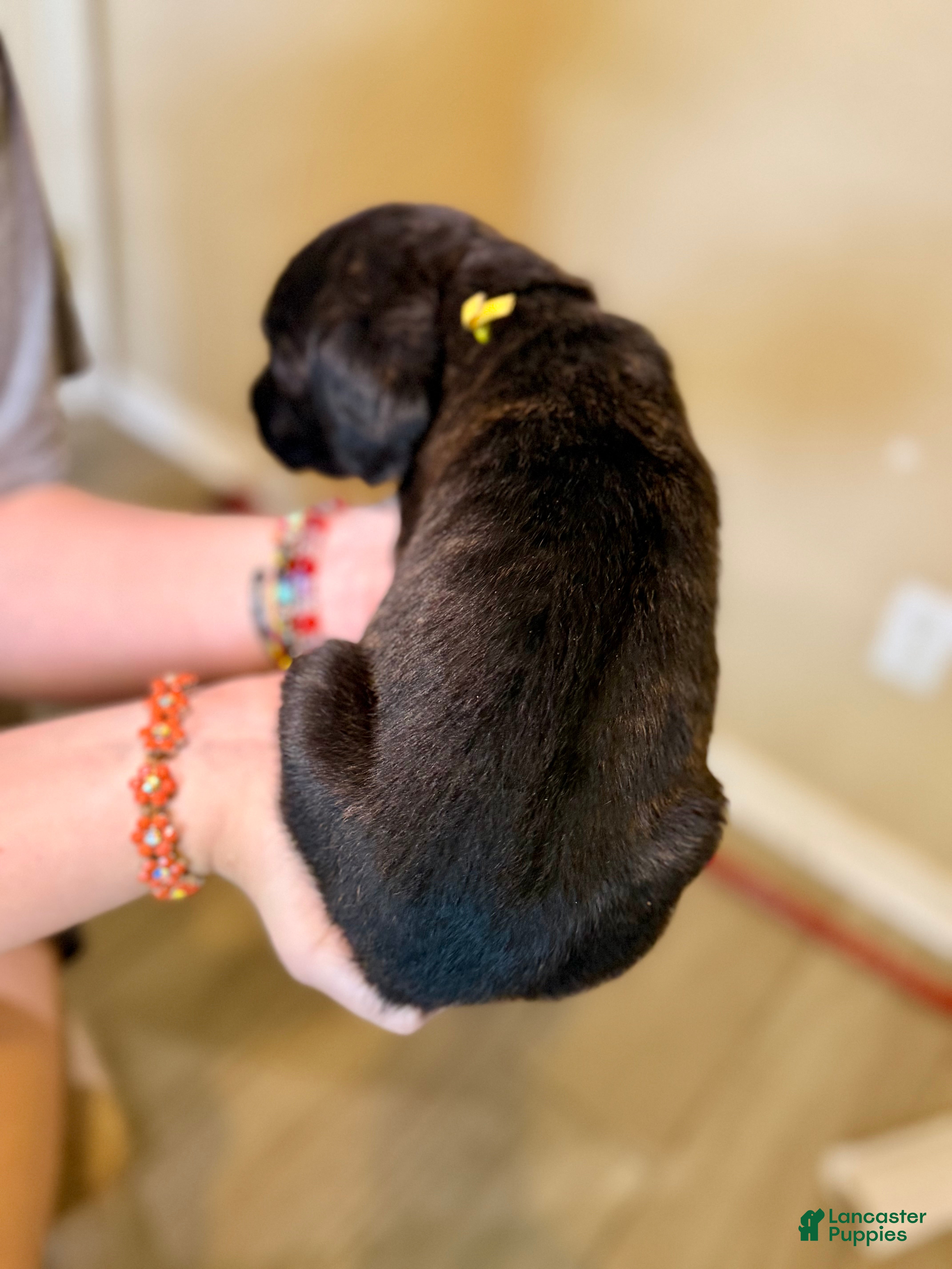 Mixed Breed dogs Meatball - Ad 2