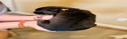 Mixed Breed dogs for sale: Meatball - Ad 2