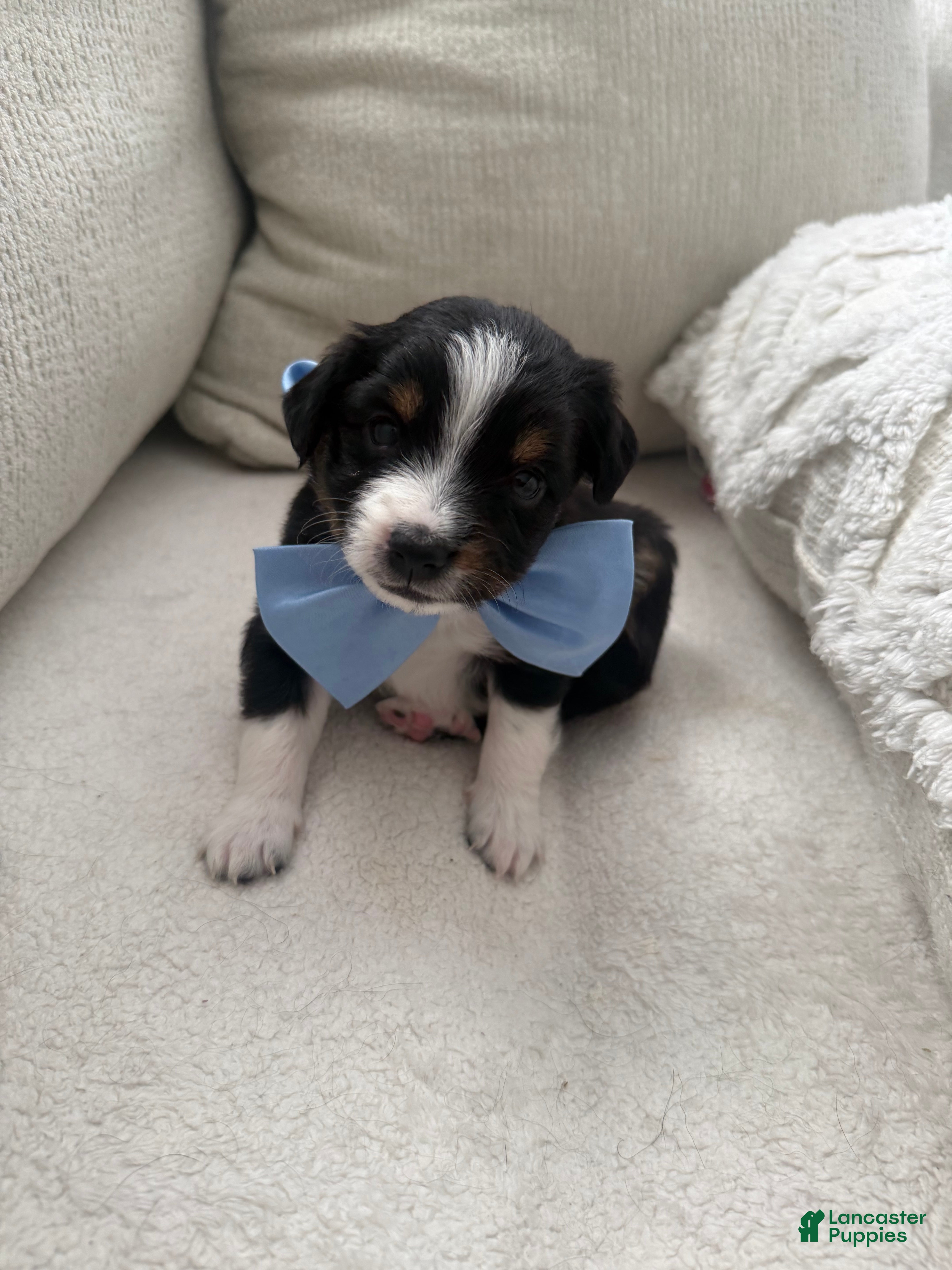 Toy Australian Shepherd dogs for sale: Toy Australian Shepherd 2 - Ad 1