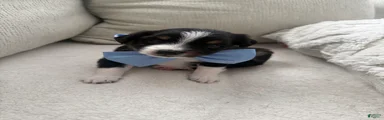 Toy Australian Shepherd 2