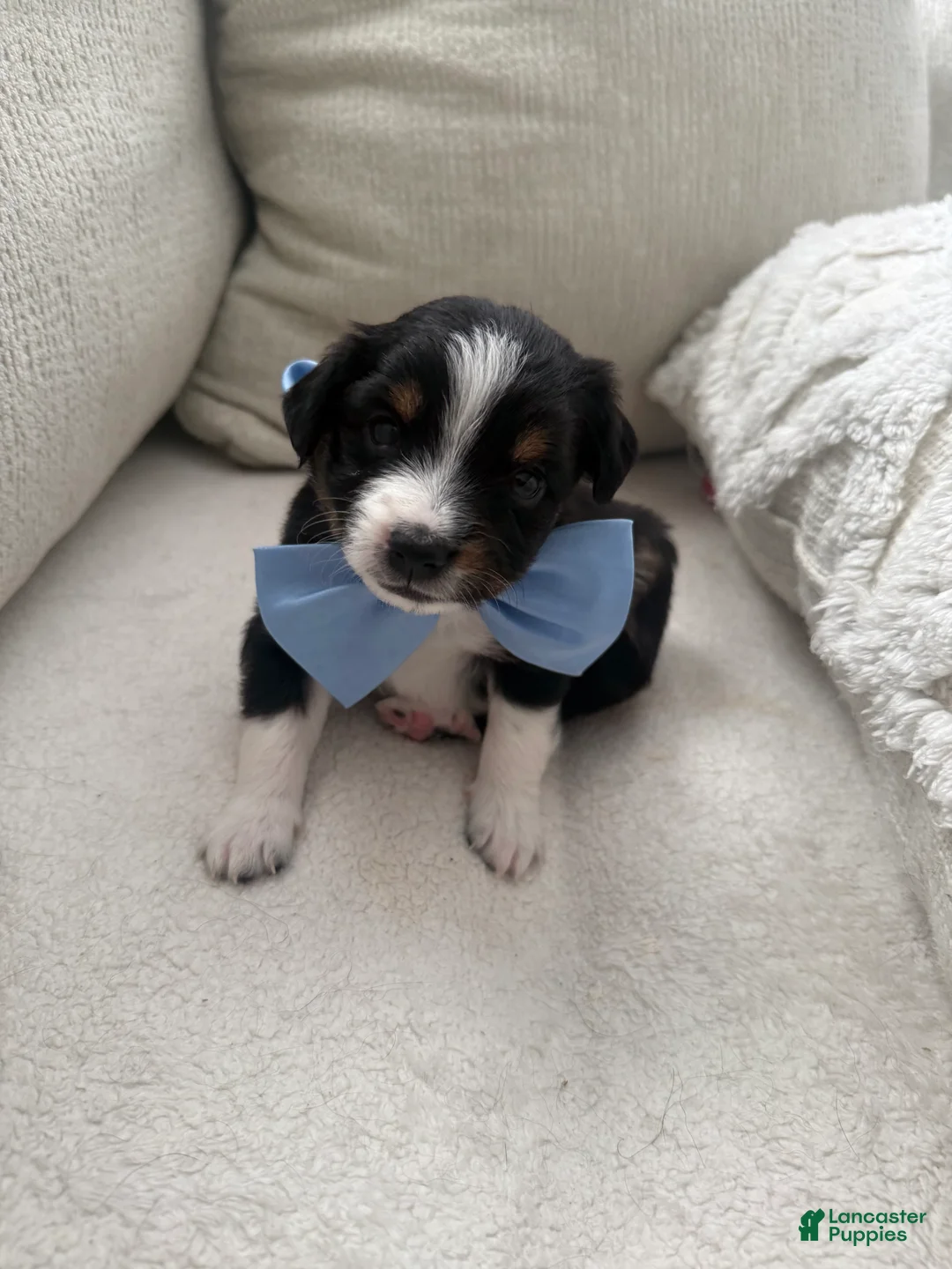 Toy Australian Shepherd dogs for sale: Toy Australian Shepherd 2 - Ad 1