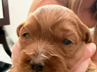 Cavapoo dogs Girl - Ad 16