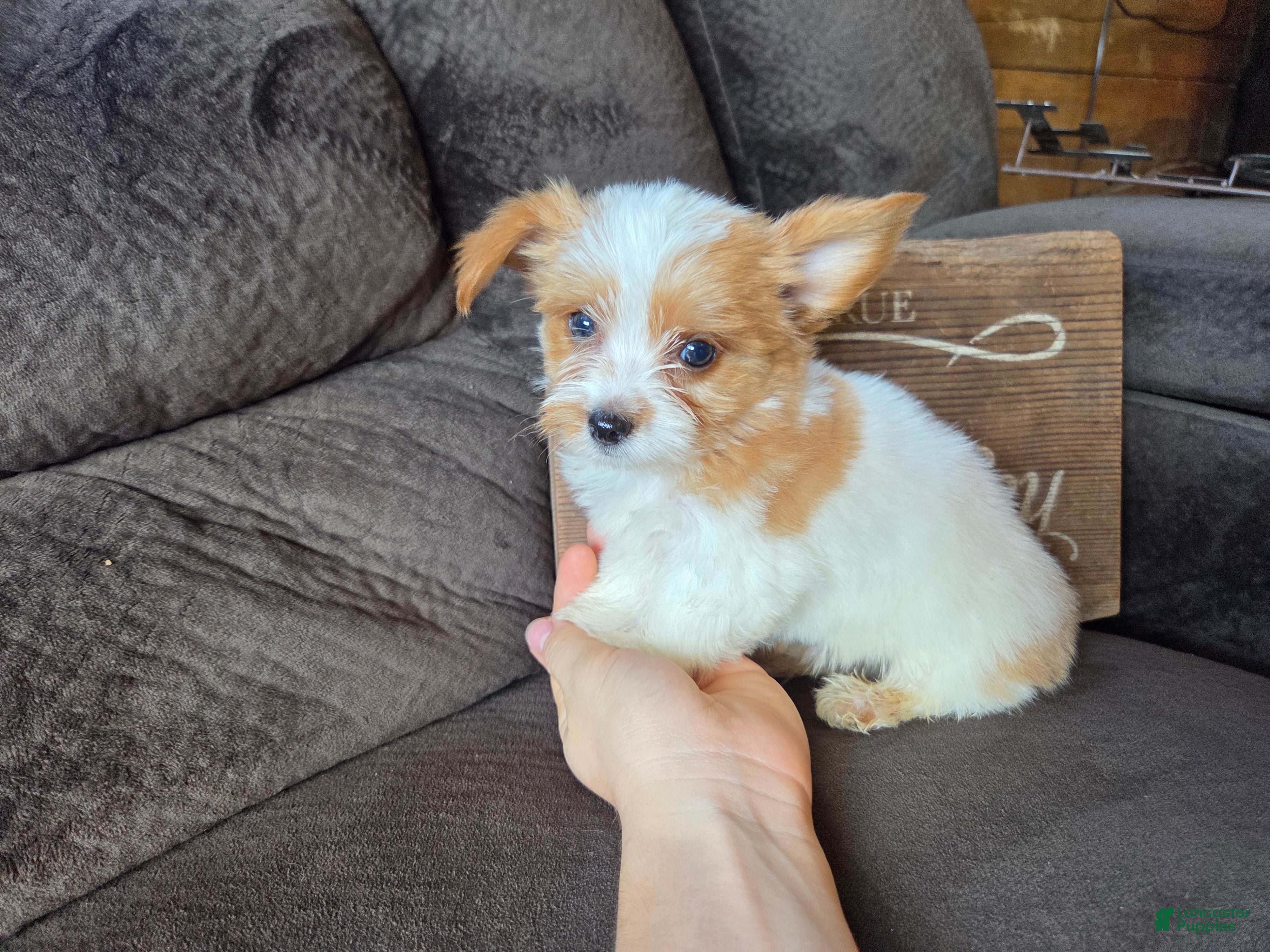 Yorkshire Terrier dogs Rudy - Ad 2