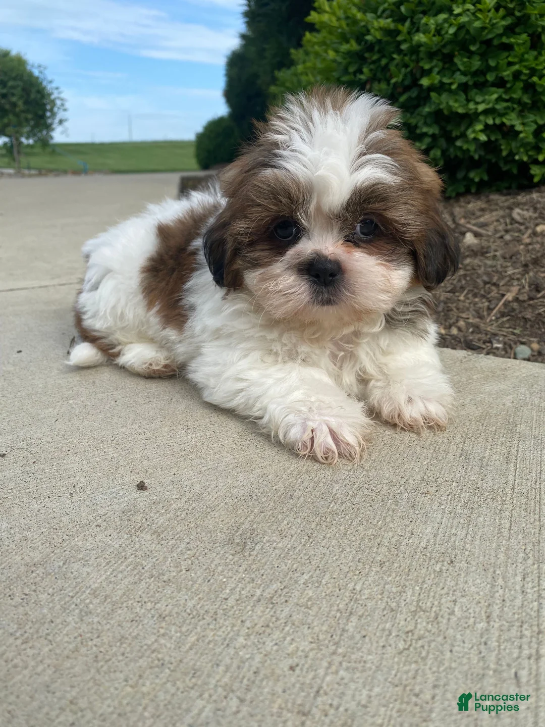Shih Tzu dogs for sale: Tammy - Ad 2