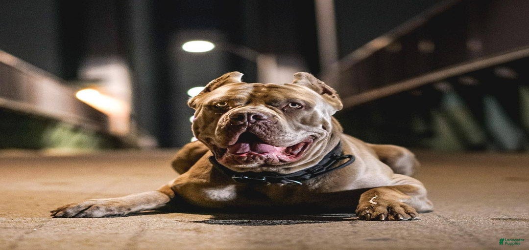 Gallery Image {{count}}