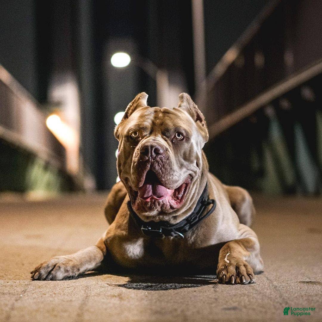 Gallery Image {{count}}