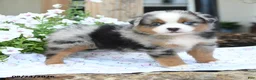 Miniature Australian Shepherd dogs for sale: Wooton - Ad 3