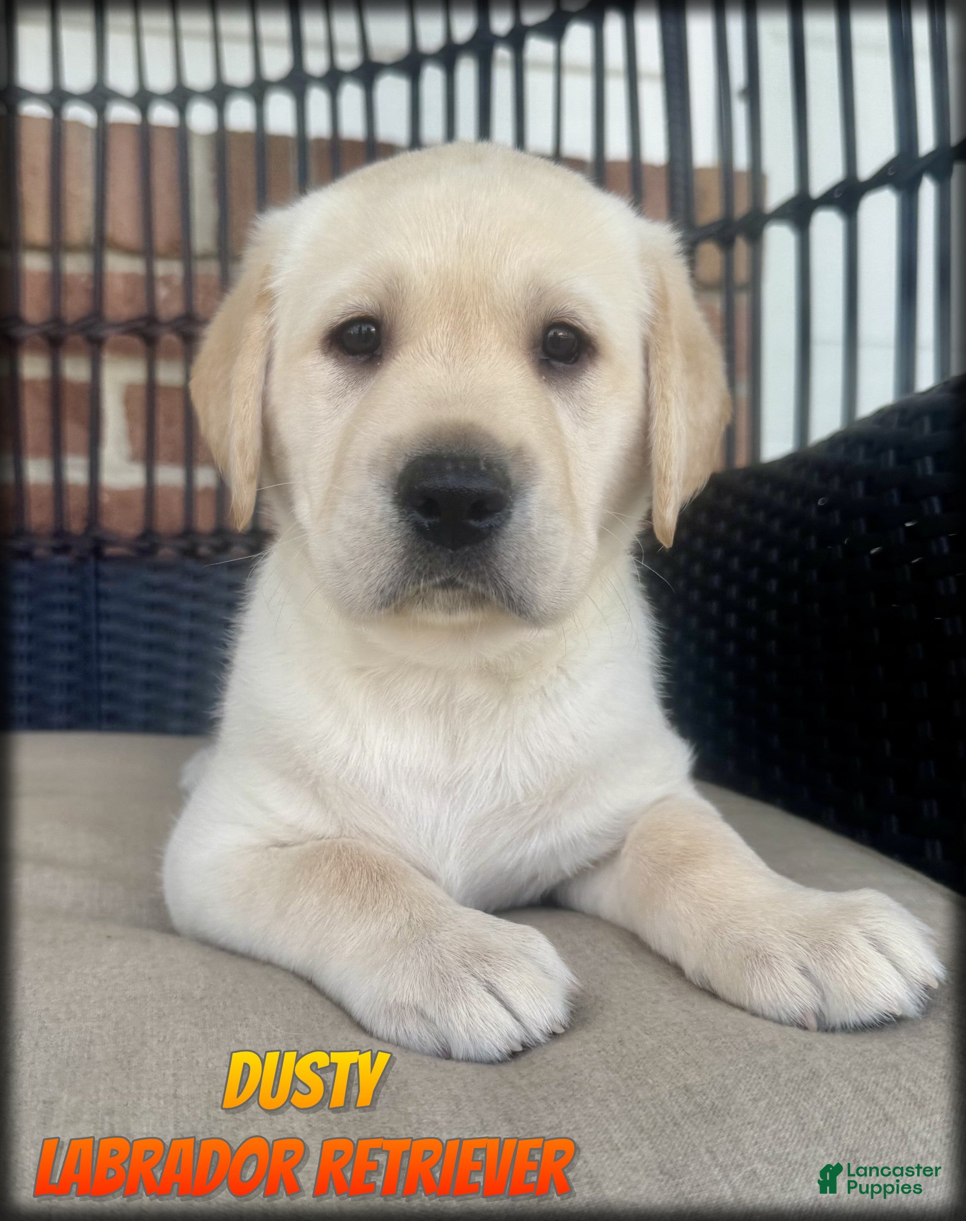 Labrador Retriever dogs Dusty - Ad 1