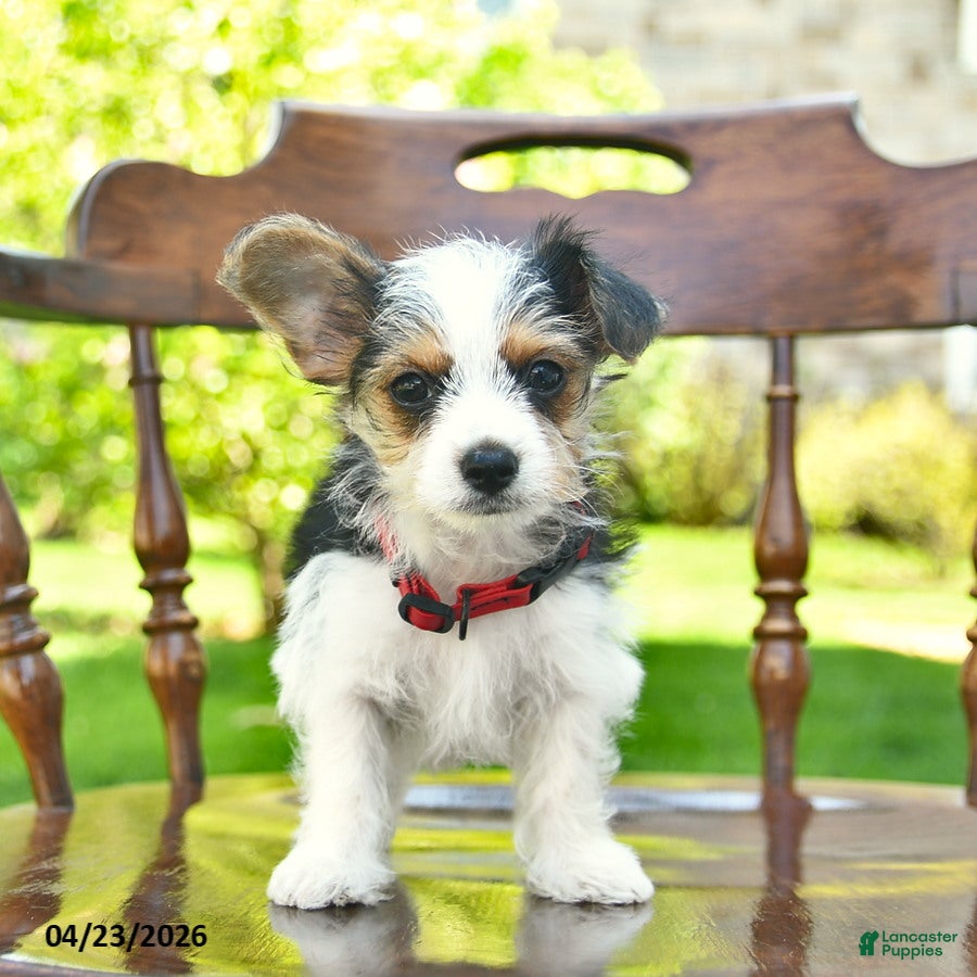 Yorkshire Terrier dogs Scooter  - Ad 2