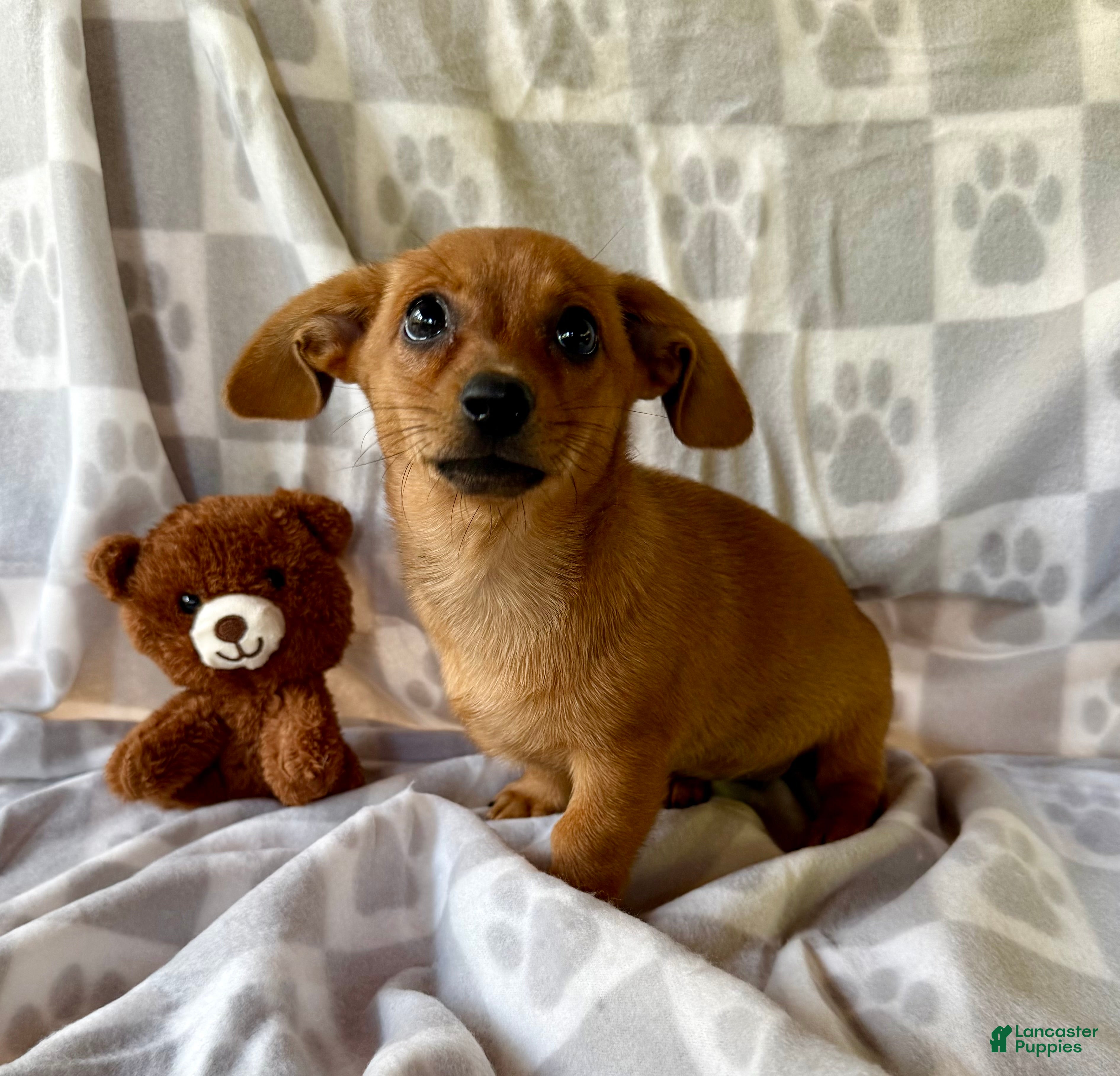 Chiweenie dogs Yoga girl - Ad 21