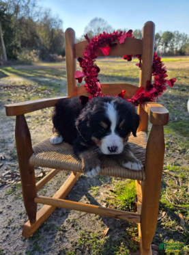 Bernese Mountain Dog dogs Tessa - Ad 6