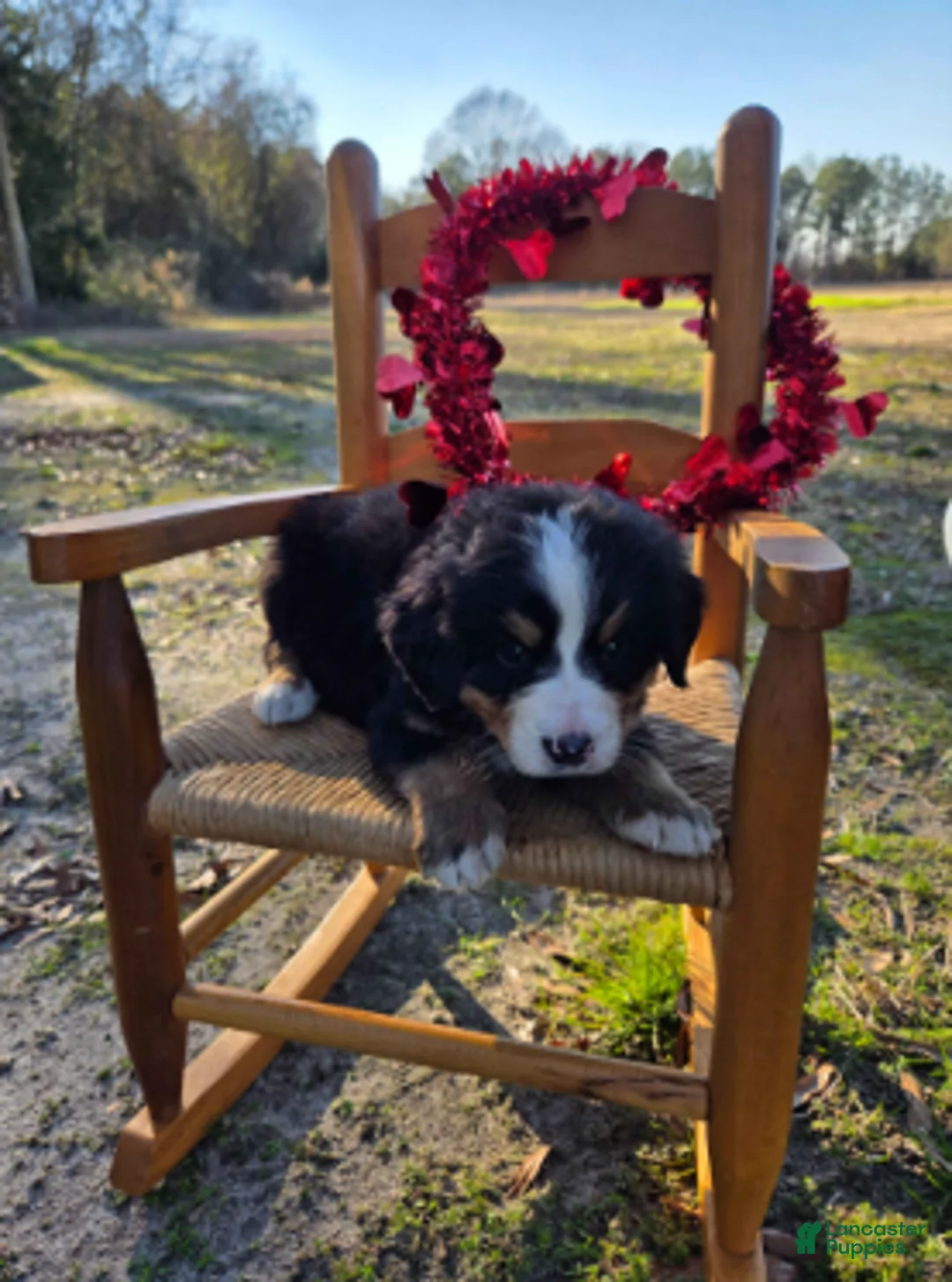 Bernese Mountain Dog dogs for sale: Tessa - Ad 1