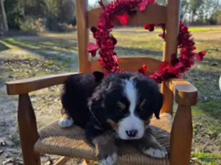 Bernese Mountain Dog dogs Tessa - Ad 6