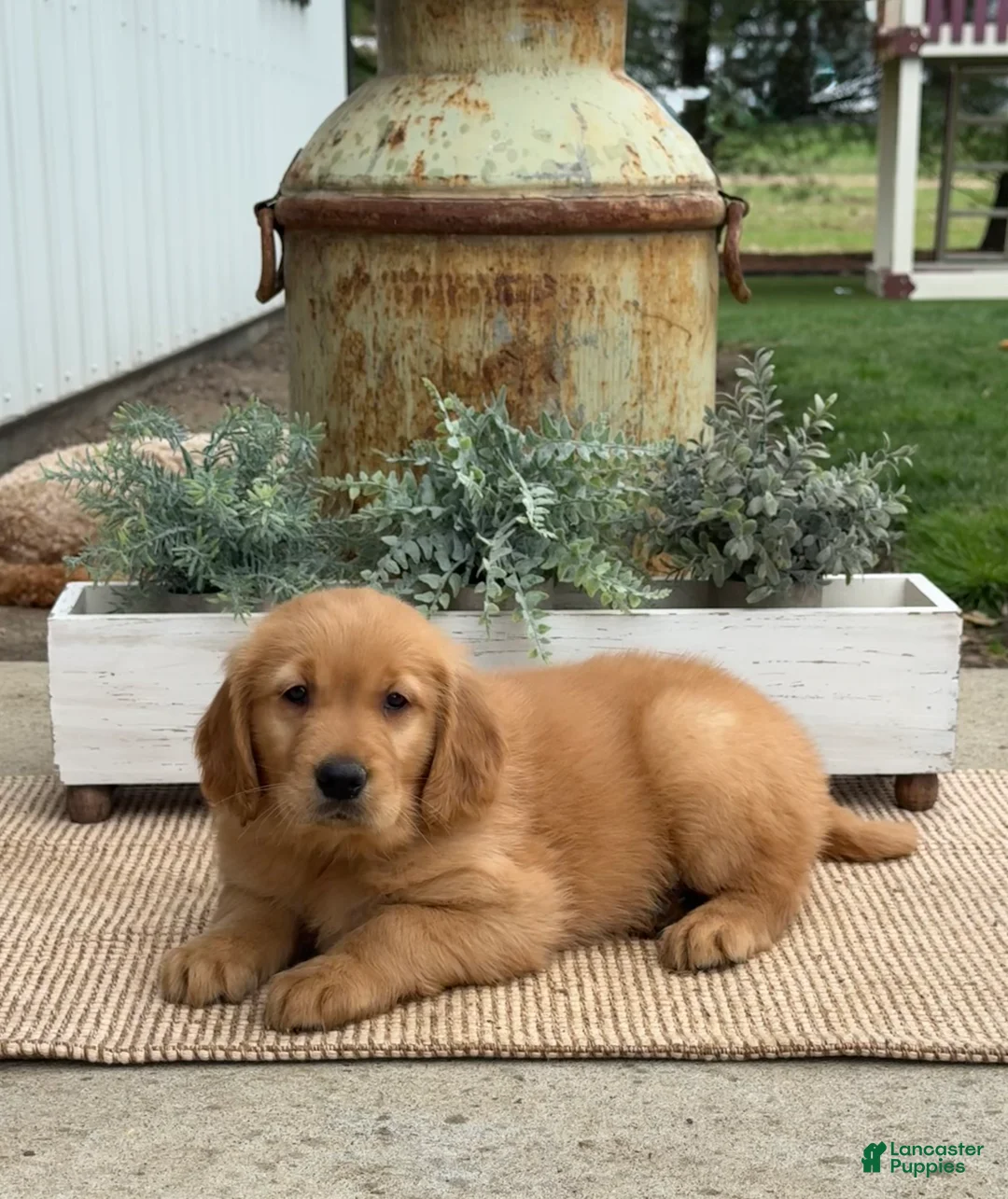 Golden Retriever dogs for sale: Gavin - Ad 1