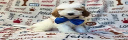 Miniature Poodle dogs for sale: Tofu - Ad 6