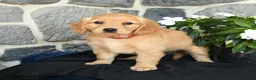 Miniature Golden Retriever dogs for sale: Wendy - Ad 3
