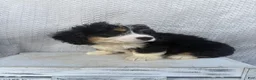Mini Bernedoodle dogs for sale: Skye - Ad 3
