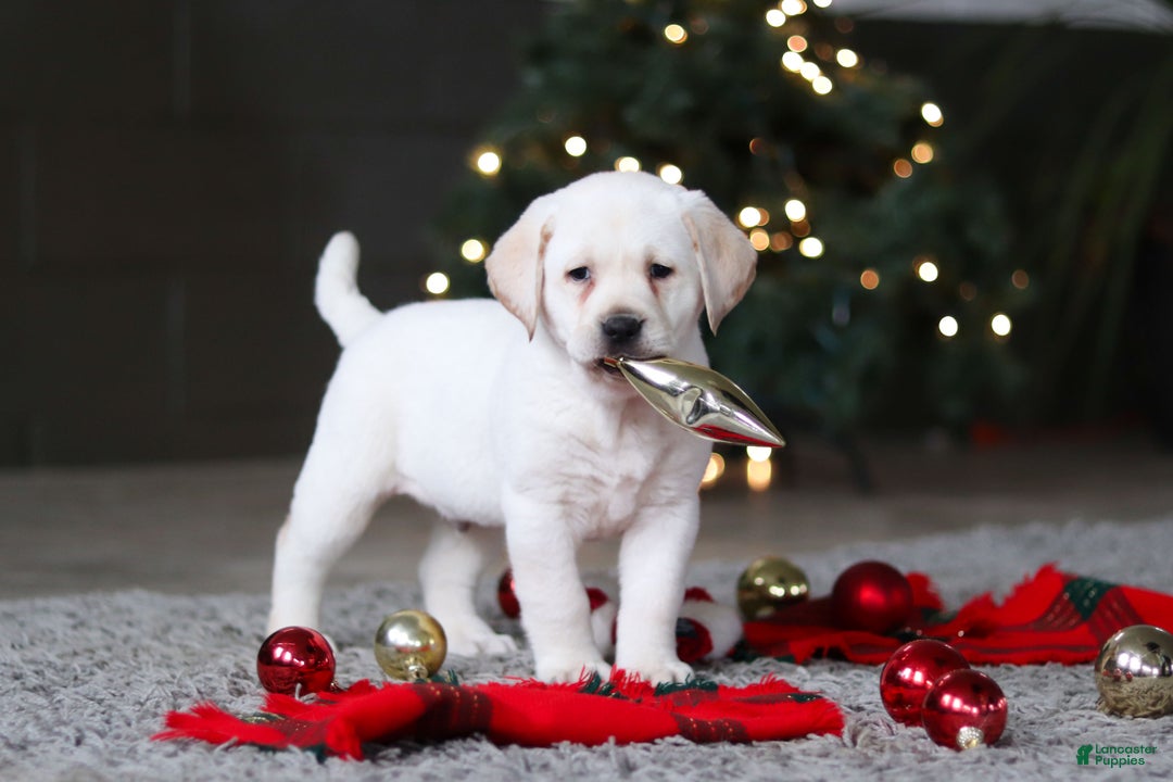 Labrador Retriever dogs for sale: Buddy - Ad 15