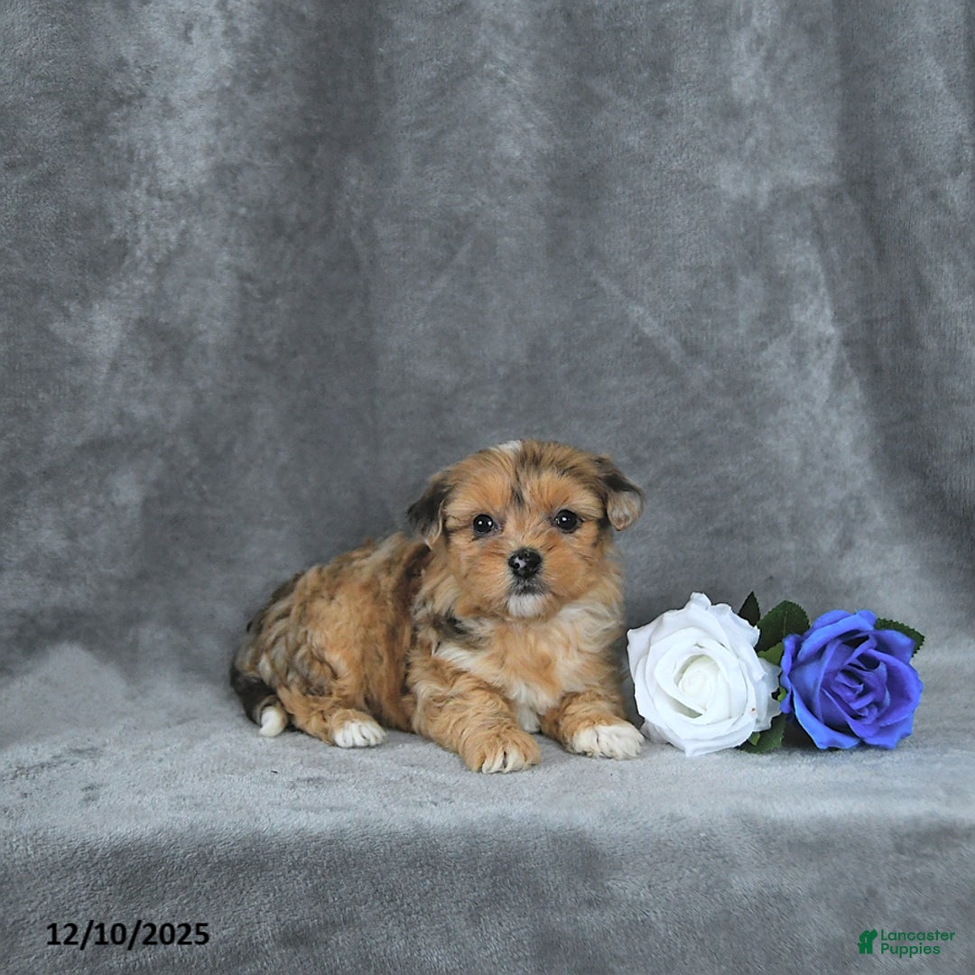 Mixed Breed dogs for sale: Angel EXTRA SMALL - Ad 4