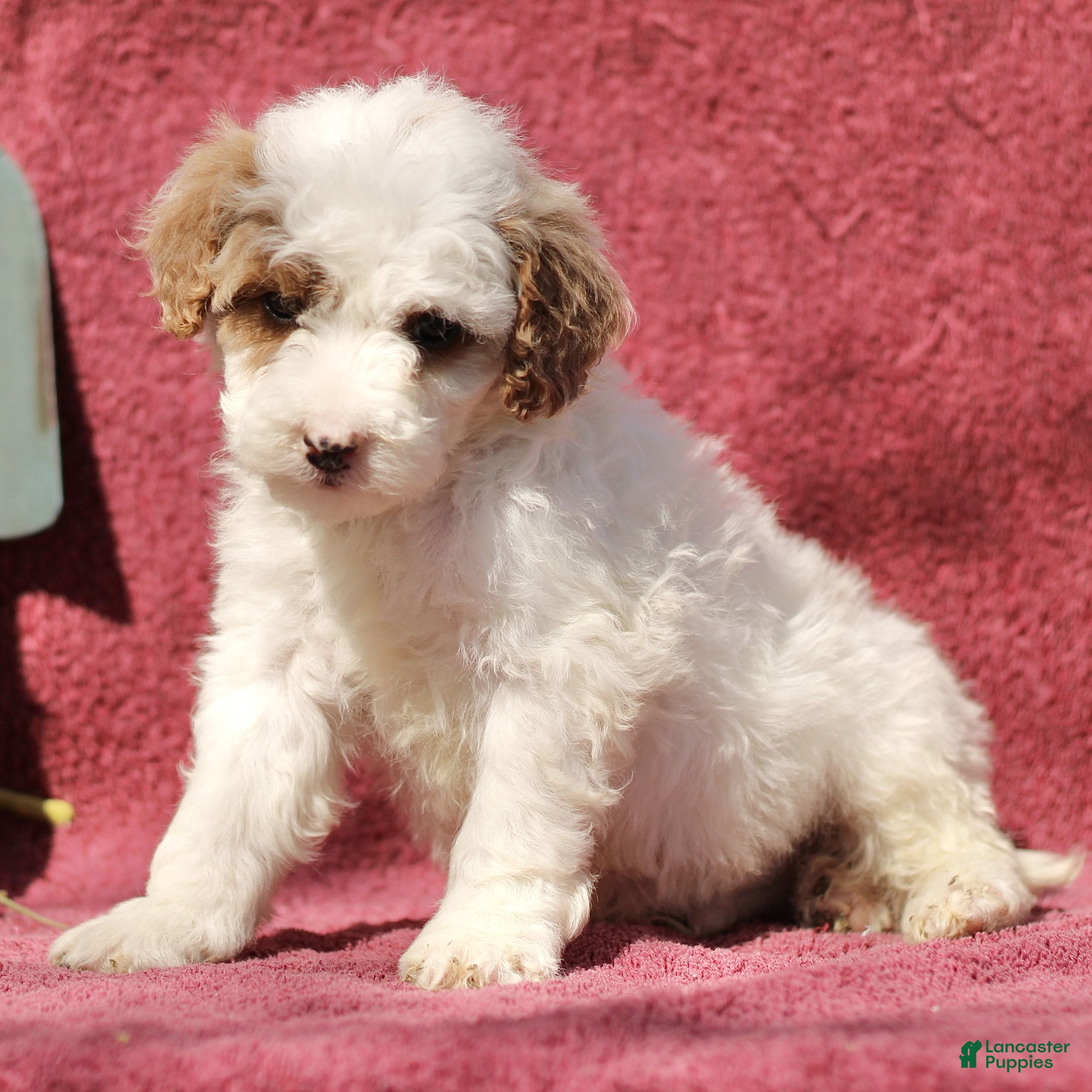 Mini Goldendoodle dogs Charlie  - Ad 2