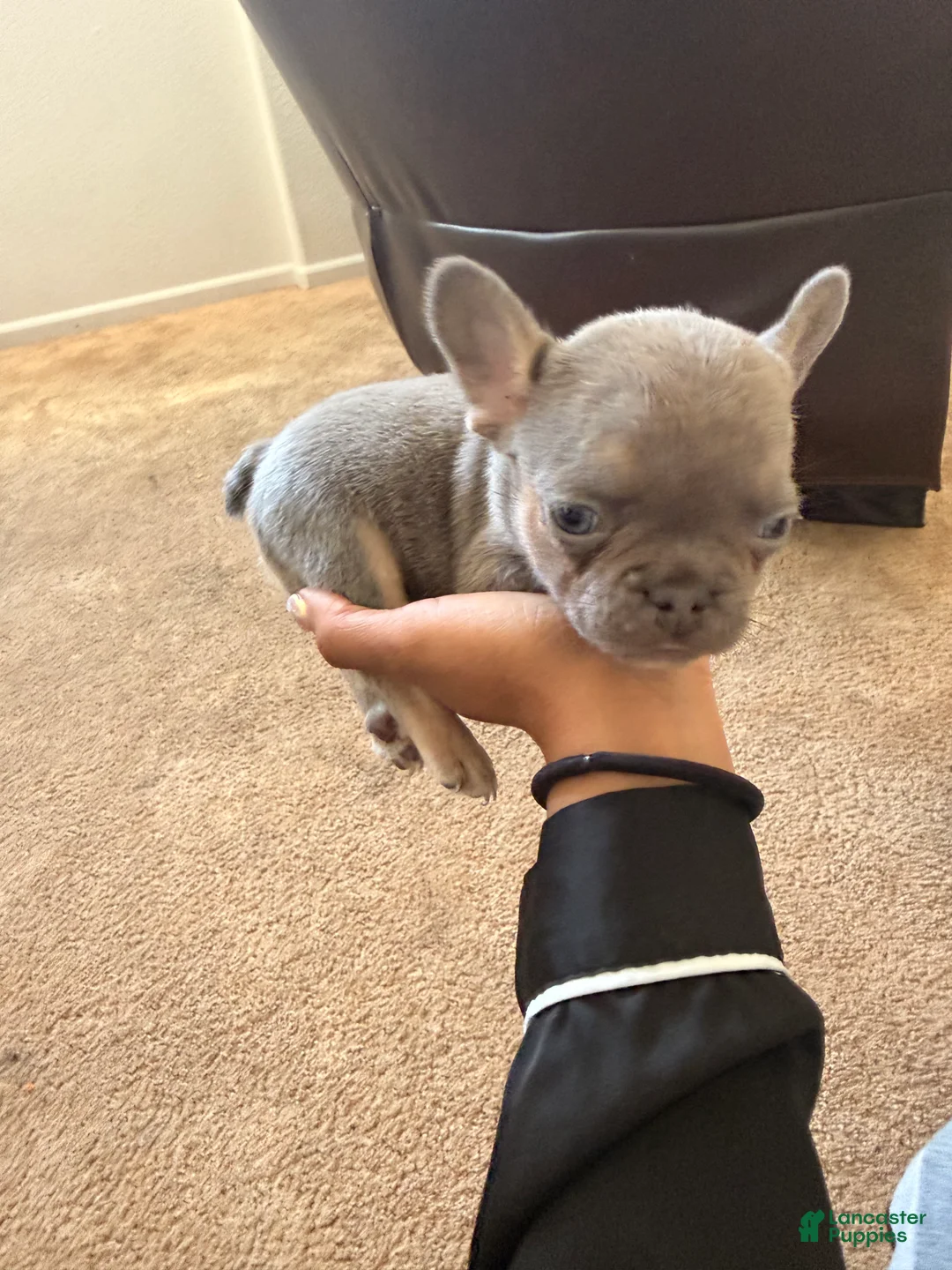 French Bulldog dogs for sale: French Bulldog 1 - Ad 2